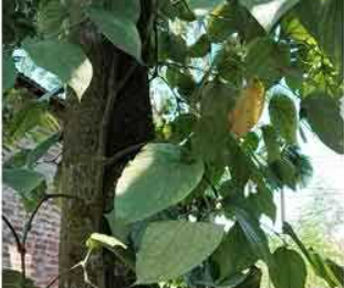 চুইঝাল আবাদে ঝুঁকছে লালমনিরহাটের মানুষ