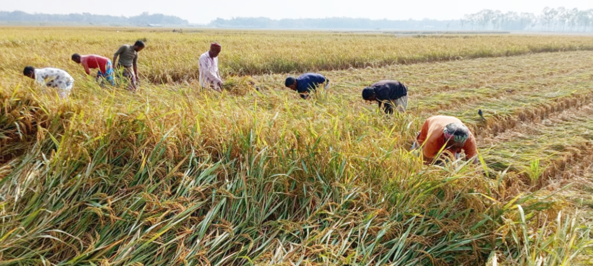 নীলফামারীর কিশোরগঞ্জে ধান কাটা ও মাড়াইয়ে ব্যস্ত কৃষকরা