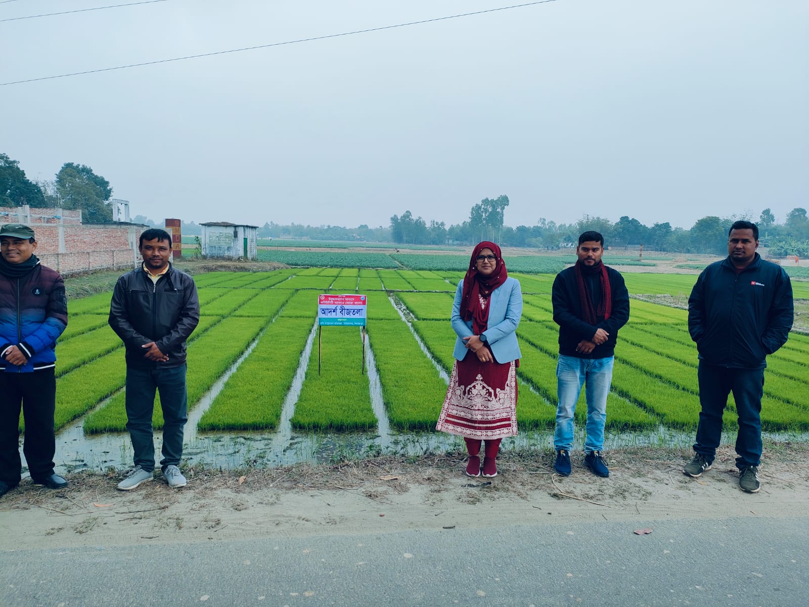 চিরিরবন্দরে ইরি-বোরো ধান রোপনে জনপ্রিয় হয়ে উঠেছে আদর্শ (কমিউনিটি) বীজতলা