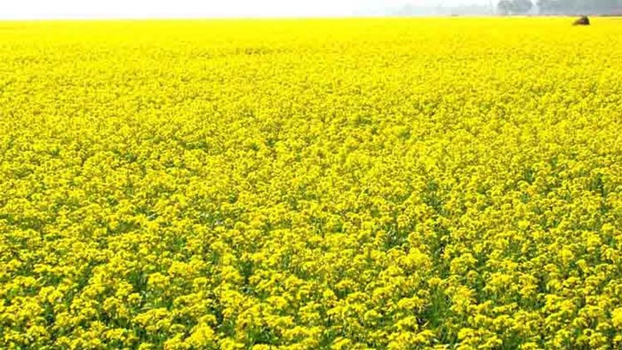 ঘোড়াঘাটে ২ হাজার ২০০ হেক্টর জমিতে সরিষার আবাদ