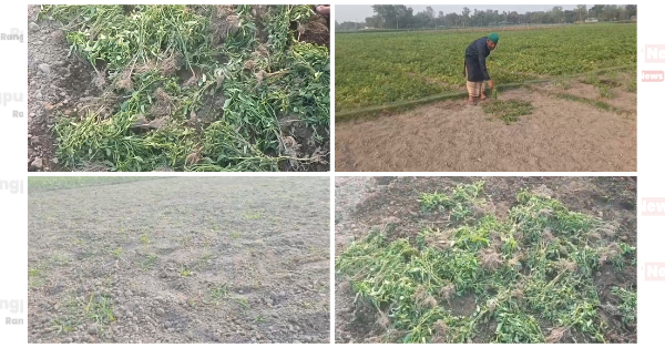 পঞ্চগড়ে ফুলে-ফলে ভরা মরিচ ক্ষেত উপড়ে ফেলল প্রতিপক্ষ, প্রাণনাশের হুমকির অভিযোগ