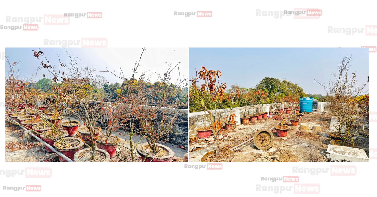 কয়েক লক্ষ টাকার ছাদ বাগান এখন মৃত গাছের কবরস্থান  সবুজ বিপ্লব থেকে মরুভূমি: ছাদ বাগানের করুণ পরিণতি