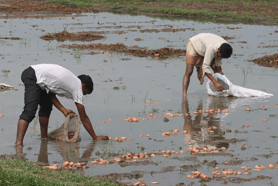 পানিতে ডুবেছে আলুখেত লোকসানের শঙ্কায় কৃষক