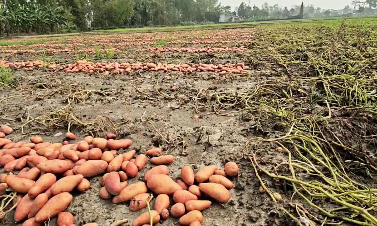 হঠাৎ বৃষ্টিতে হিলিতে তলিয়ে গেছে আলুর ক্ষেত