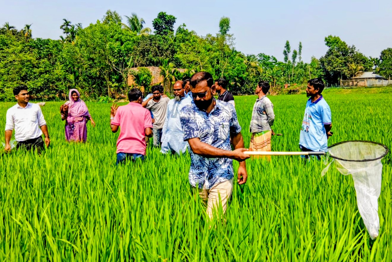 সাদুল্লাপুরে কৃষি অফিসের "অতন্দ্র জরিপ" পদ্ধতি পরিচালনা