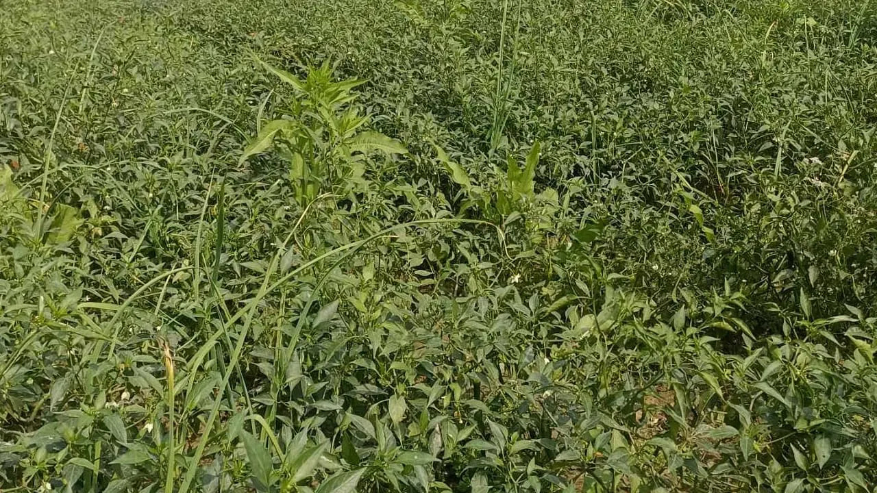 তিস্তার চরে শিলাবৃষ্টিতে মরিচ-পেঁয়াজসহ ফসলের ক্ষতি