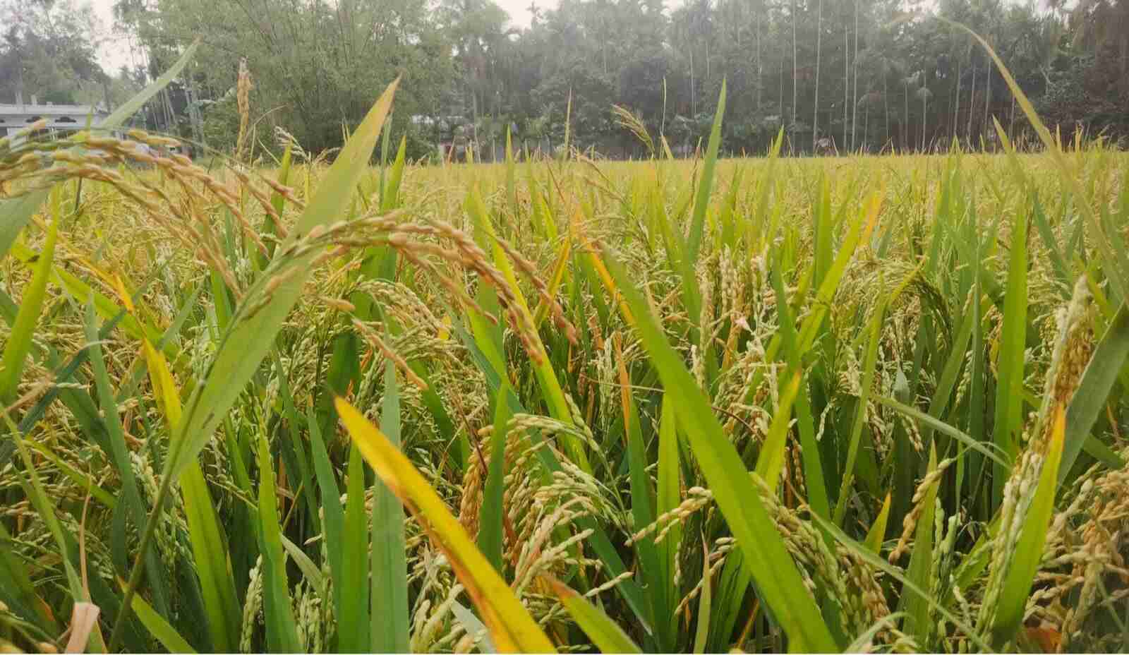 Nuclear Fusion Closer to Becoming a Reality6