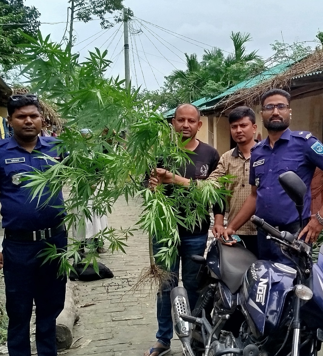 সুন্দরগঞ্জে গুচ্ছগ্রামগুলো মাদকের আখড়া,সবজি বাগানের নামে চাষ হচ্ছে গাঁজা।