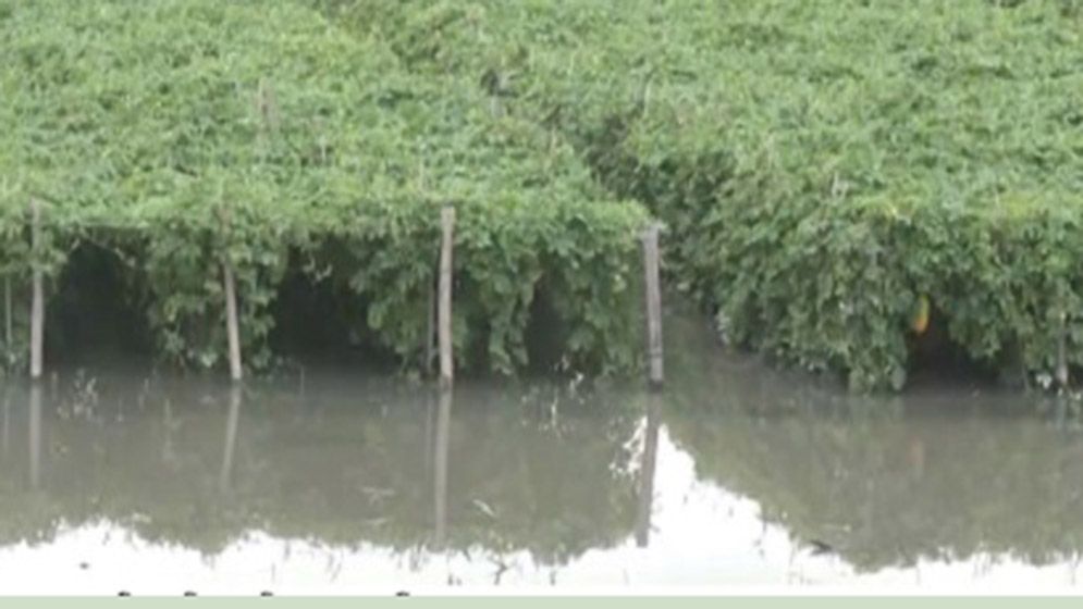 রংপুরে ১৯০ মিমি বৃষ্টি, সবজিখেতের ব্যাপক ক্ষতি
