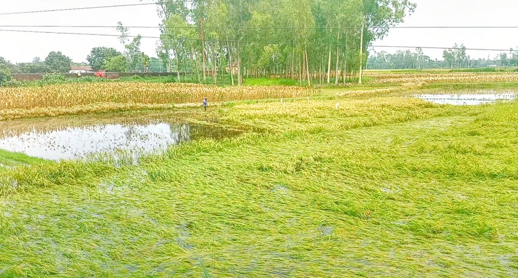গাইবান্ধায় ২১২ হেক্টর জমির ধানক্ষেত পানিতে নিমজ্জিত : কৃষকদের উৎকণ্ঠা
