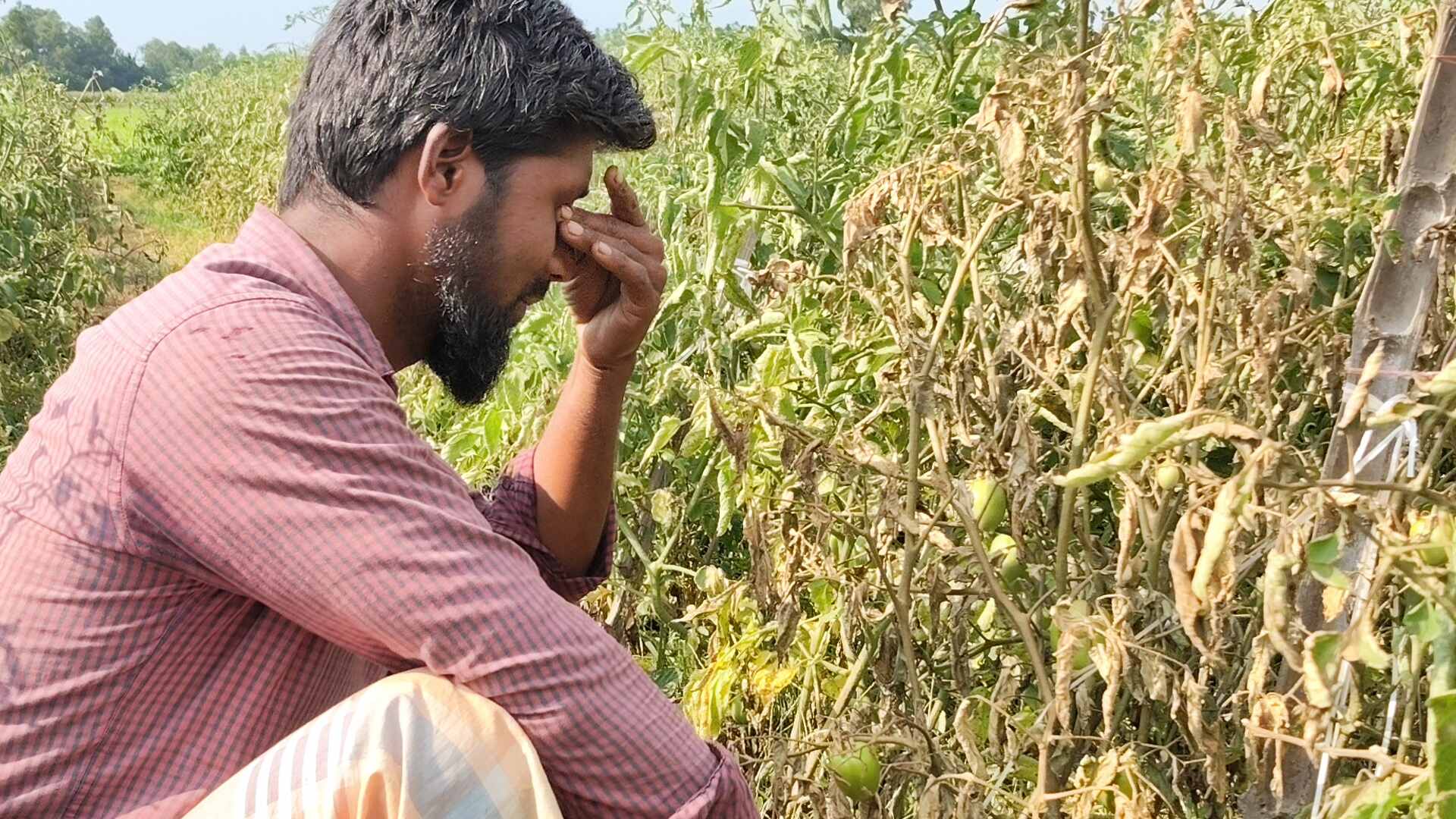 পঞ্চগড়ে রাতের আঁধারে কীটনাশক ছিটিয়ে আড়াই বিঘা টমেটো ক্ষেত নষ্ট, সর্বস্বান্ত কৃষক