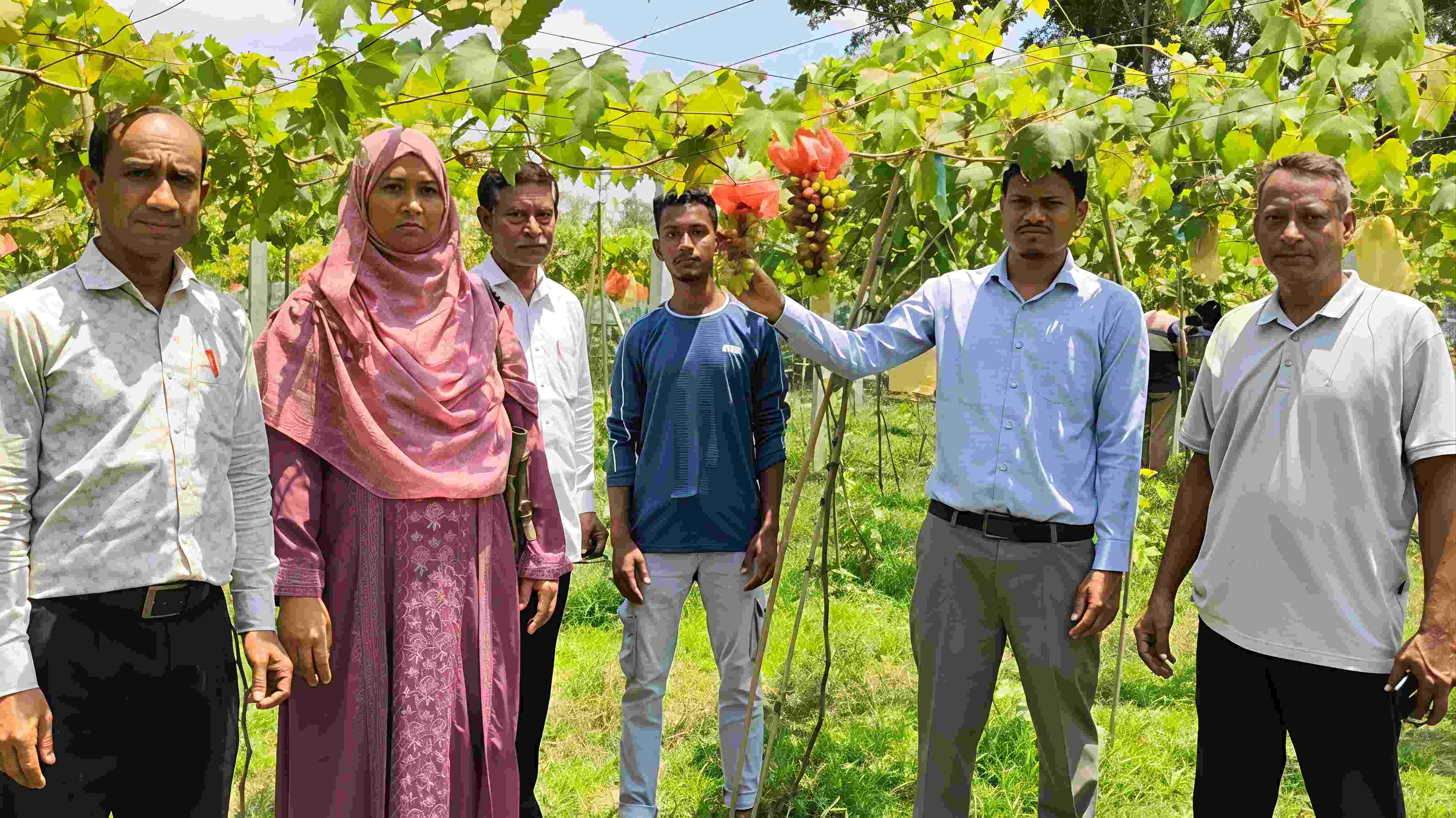 পঞ্চগড়ে বাণিজ্যিকভাবে আঙ্গুর চাষে নতুন সম্ভাবনা তালমা সহ বিভিন্ন এলাকায় আঙ্গুর বাগানে দর্শনার্থীদের ভিড়