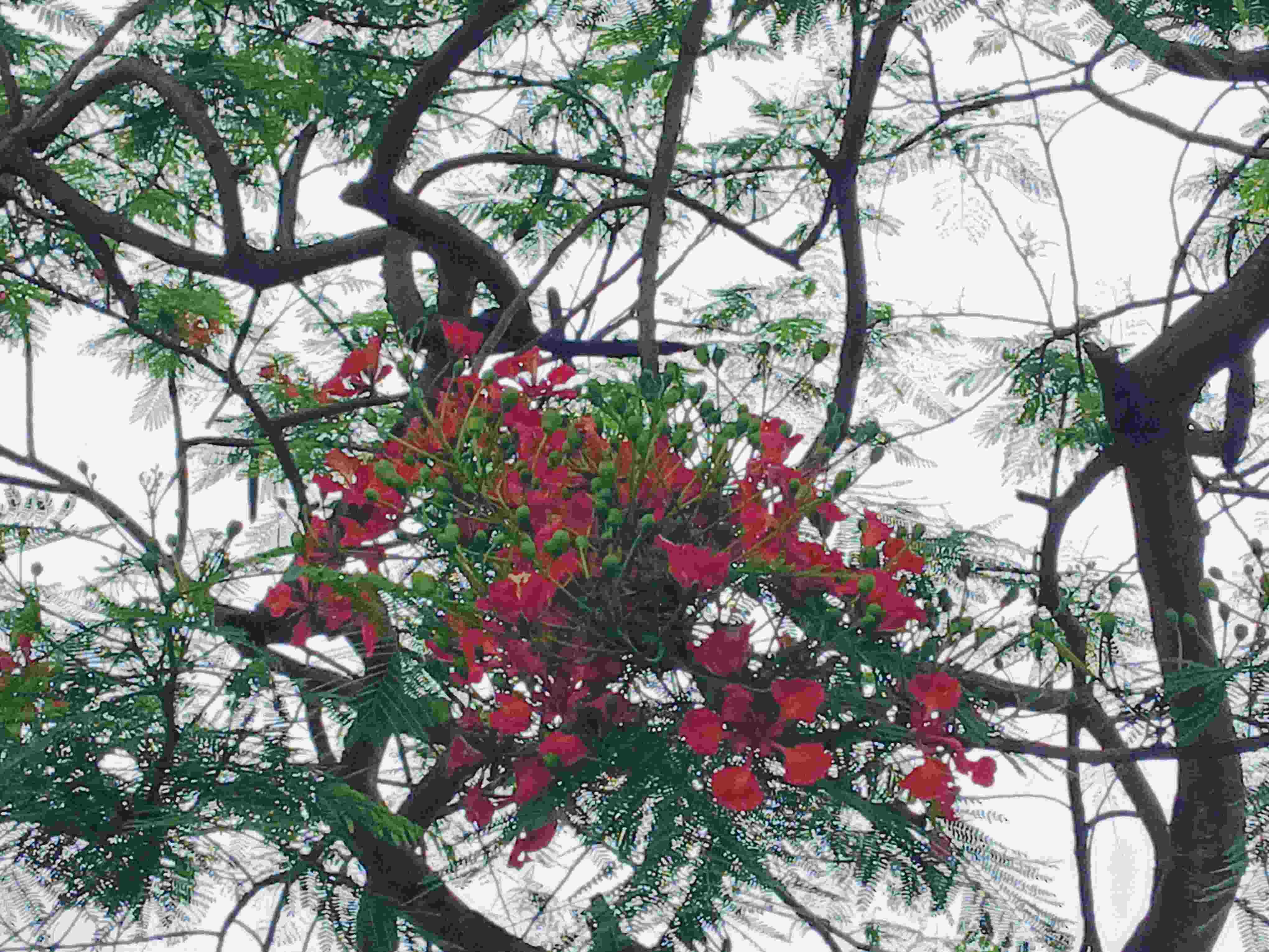কৃষ্ণচূড়ার সৌন্দর্যে মুখর বেগম রোকেয়া বিশ্ববিদ্যালয়
