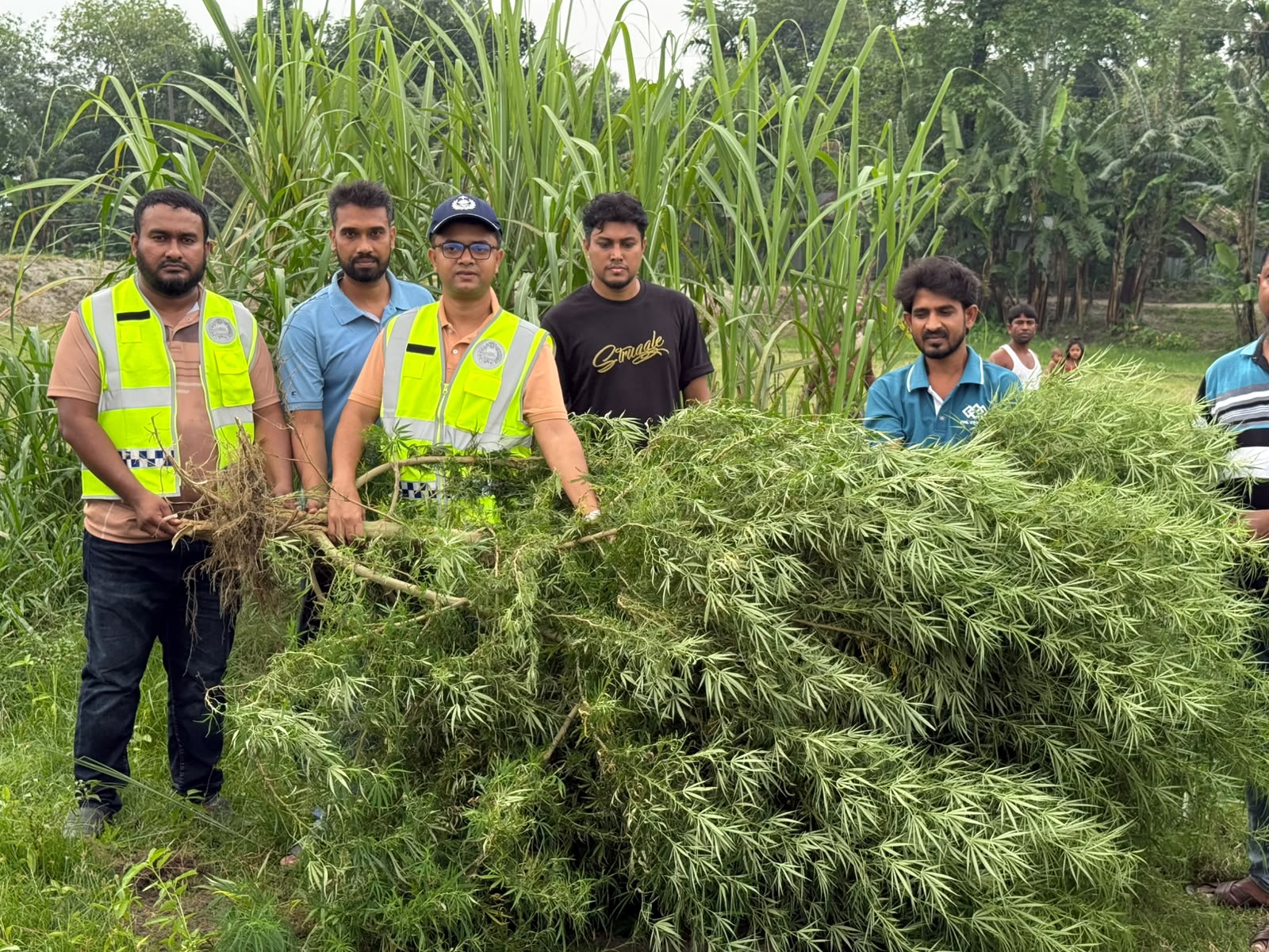ভূরুঙ্গামারীর চরে মরিচ ক্ষেতে ১০ ফুটের গাঁজাগাছ, পুলিশি অভিযান উদ্ধার