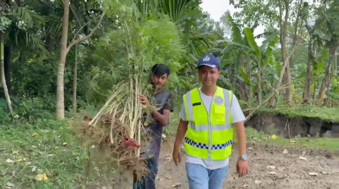 ভুরুঙ্গামারীতে পুলিশের অভিযানে অর্ধশতাধিক গাঁজাগাছ উদ্ধার
