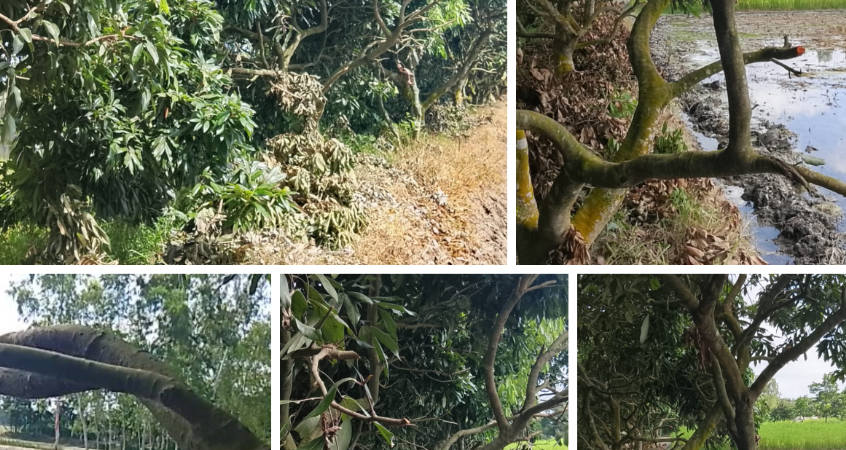 পীরগাছায় লিচু গাছের ডাল কাটার প্রতিবাদে মারধরের অভিযোগ, পাঁচজনের বিরুদ্ধে থানায় অভিযোগ