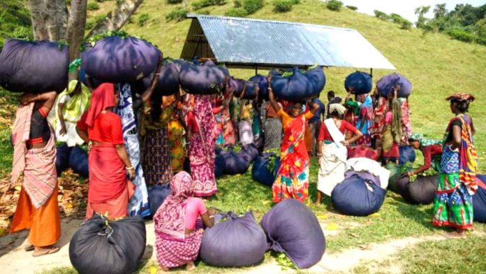 এনটিসির চা শ্রমিকেরা মজুরি পাচ্ছে না