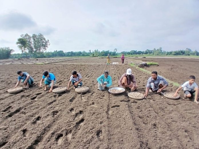 কিশোরগঞ্জে অধিক লাভের আশায় আগাম আলু চাষ