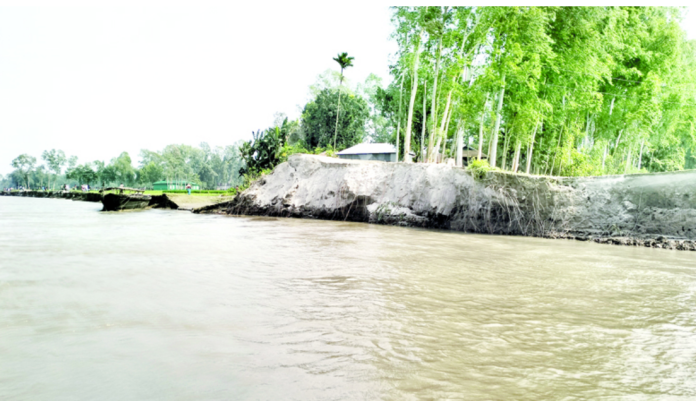 উলিপুরে ব্রহ্মপুত্রে তীব্র ভাঙন