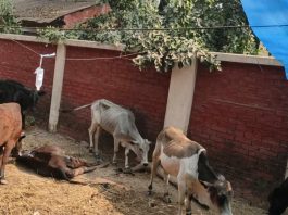 ঠাকুরগাঁও সদর থানায় আটক ১৬টি গরুর মধ্যে ৩টির মৃত্যু, মালিকদের আহাজারি