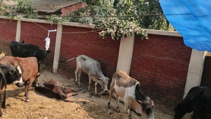 ঠাকুরগাঁও সদর থানায় আটক ১৬টি গরুর মধ্যে ৩টির মৃত্যু, মালিকদের আহাজারি
