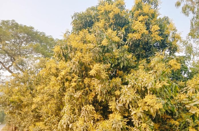 চিরিরবন্দরে সবুজ পাতার ফাঁকে উঁকি দিচ্ছে সোনালী রঙের আমের মুকুল।