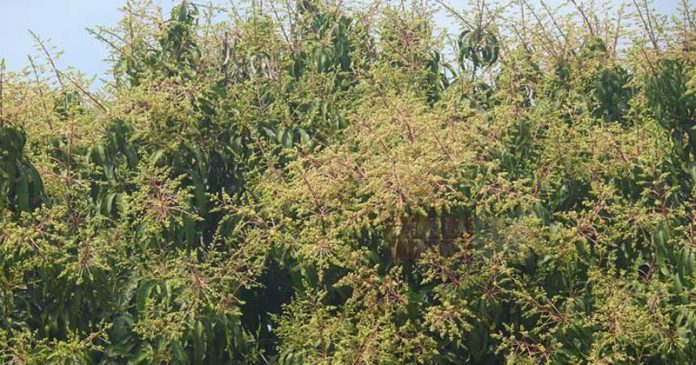 ঘোড়াঘাটে গাছে গাছে ছেঁয়ে গেছে আমের মুকুল