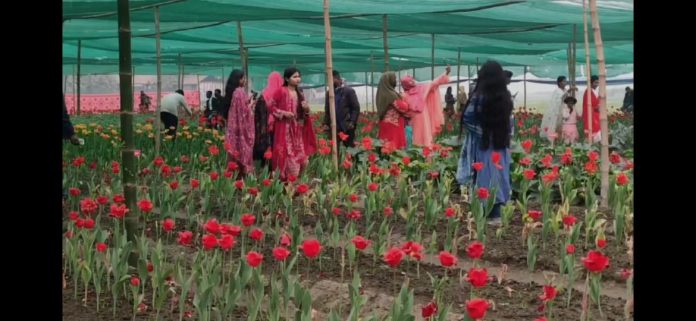 রঙবাহারী টিউলিপের টানে পঞ্চগড়ের তেঁতুলিয়ায় ছুটছেন সৌন্দর্য পিপাসুরা।