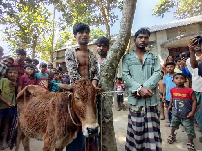সুন্দরগঞ্জে চোরাই গরু সহ আটক ৩