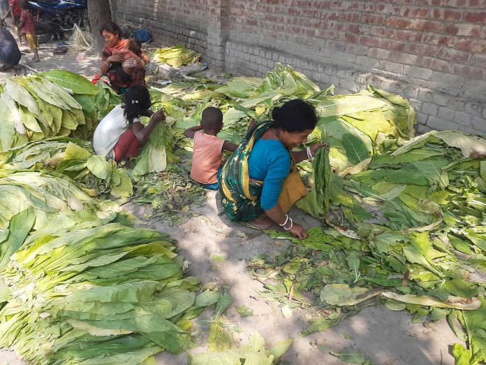 ক্ষতিকর জেনেও তামাক আবাদে ঝুকছে কৃষক,হুমকির মুখে কৃষক