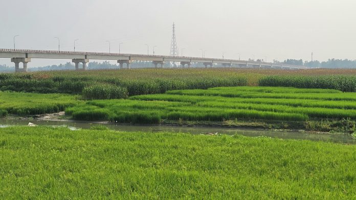 খরস্রোতা ধরলা-বারোমাসিয়ার বিস্তীর্ণ এলাকায় সবুজ ফসলের সমারোহ