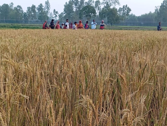 ভূরুঙ্গামারীতে জমি নিয়ে বিরোধ, বন পরিষ্কার করার ঔষধ ছিটিয়ে ধান খেত নষ্টের অভিযোগ