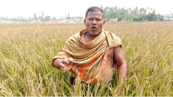 পীরগাছায় ইটভাটার বিষাক্ত ধোয়ায় পুড়লো কৃষকের সোনালী স্বপ্ন: ঝলসে গেছে ১৭ একর জমি ধান খেত