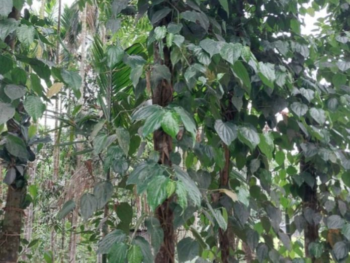 লালমনিরহাটে বাড়ছে চুই ঝাল চাষ, সাবলম্বী হচ্ছেন কৃষকরা