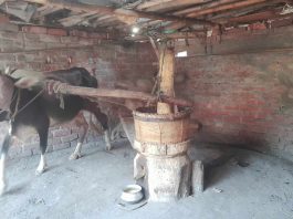 কালের বিবর্তনে হারিয়ে যাচ্ছে গ্রামবাংলার ঐতিহ্যবাহী ঘানি শিল্প