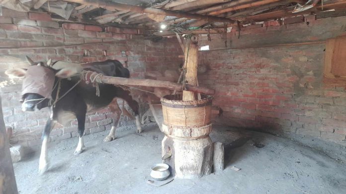 কালের বিবর্তনে হারিয়ে যাচ্ছে গ্রামবাংলার ঐতিহ্যবাহী ঘানি শিল্প