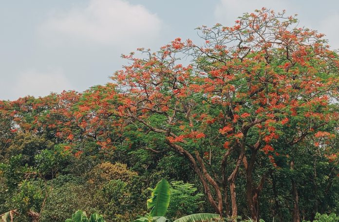 সবুজ কচি পাতার ফাঁকে আগুন রূপে কৃষ্ণচূড়ার অপরূপ সৌন্দর্য