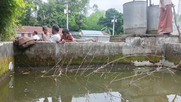 হাউজে মাছ চাষ, চাল বরাদ্দ পেলেন মিল মালিক