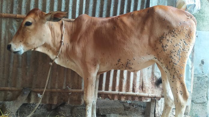 কোরবানির ঈদের আগে গরুর লাম্পি স্কিন রোগে শঙ্কায় খামারিরা