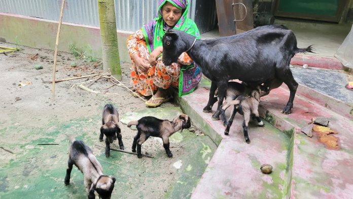 ফুলবাড়ীতে একটি ছাগলের ৫ টি বাচ্চা প্রসব, এলাকায় চাঞ্চল্যের সৃষ্টি