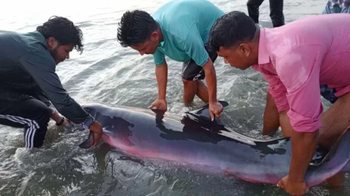 কক্সবাজার সমুদ্র সৈকতে ভেসে এল বিরল প্রজাতির ডলফিন