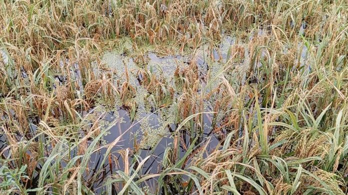 টানা বৃষ্টিতে তলিয়েছে ধানখেত, কৃষকের কপালে দুশ্চিন্তার ভাঁজ