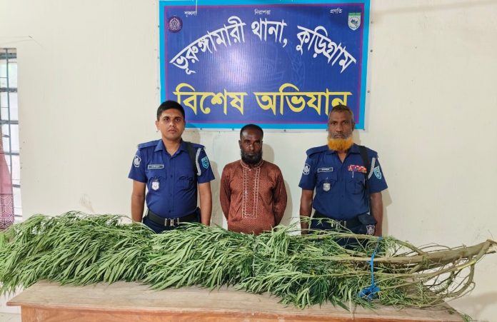 সু-কৌশলে গাঁজা চাষ, আটক ১