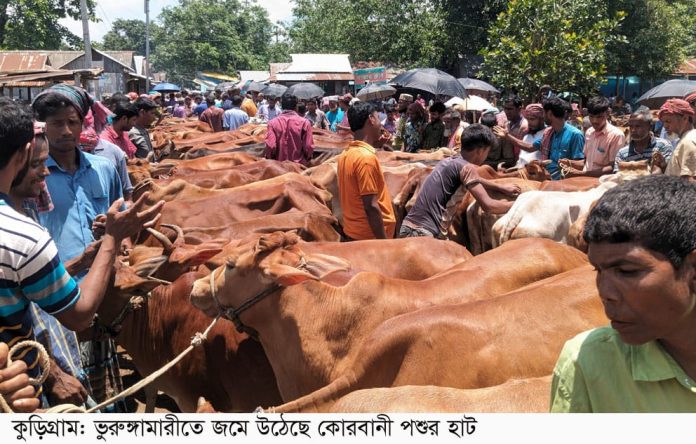 ঈদুল আযহা উপলক্ষে ভূরুঙ্গামারীতে জমে উঠেছে পশুর হাট