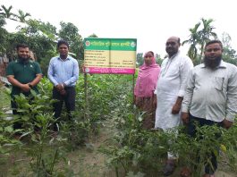 ভুরুঙ্গামারীতে পুষ্টিবাগান স্থাপন প্রকল্পে কৃষি অফিসারের বাগান পরিদর্শন