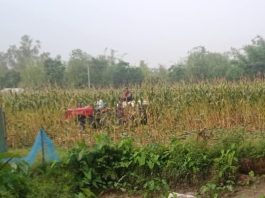 ডিমলায় সন্ত্রাসী কায়দায় অপরিপক্ব ভুট্টা লুট করল দুর্বৃত্তরা