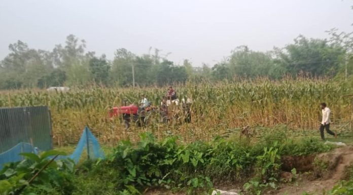 ডিমলায় সন্ত্রাসী কায়দায় অপরিপক্ব ভুট্টা লুট করল দুর্বৃত্তরা