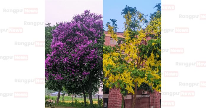 জারুল-সোনালুতে সেজেছে হাবিপ্রবি ক্যাম্পাস