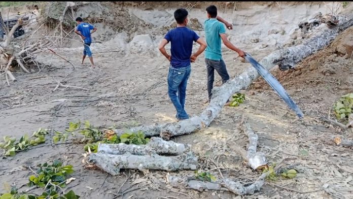 ডোমারে বন বিভাগের গাছ কেটে জমি দখলের মহোৎসব