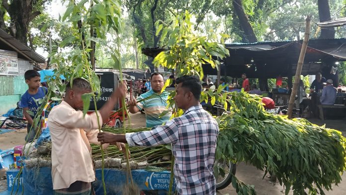 পঞ্চগড়ে বনবিভাগসহ বিভিন্ন হাট-বাজারে নিষিদ্ধ আকাশমনি ও ইউক্লিপটাস গাছের চারা বিক্রি